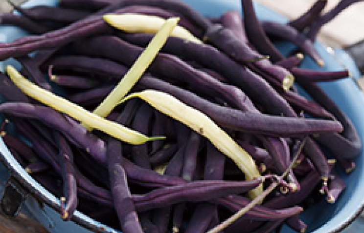 紫インゲン豆